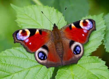 http://upload.wikimedia.org/wikipedia/commons/3/39/Peacock_Butterfly_(7822792836).jpg